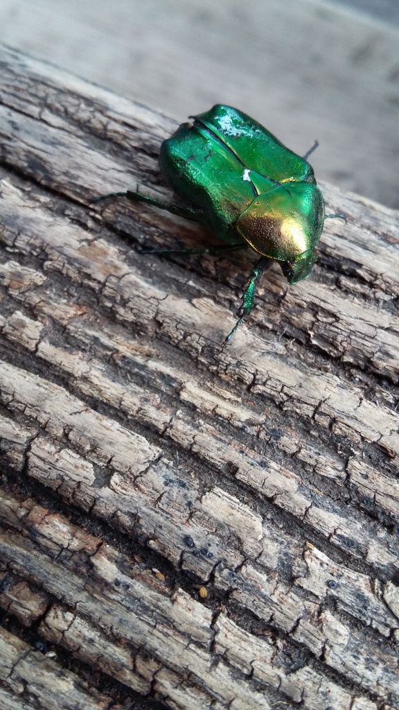 20180721_183908.jpg 20180721_183908.jpg
